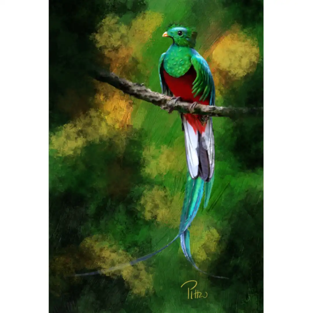 Quetzal debout d’après photo