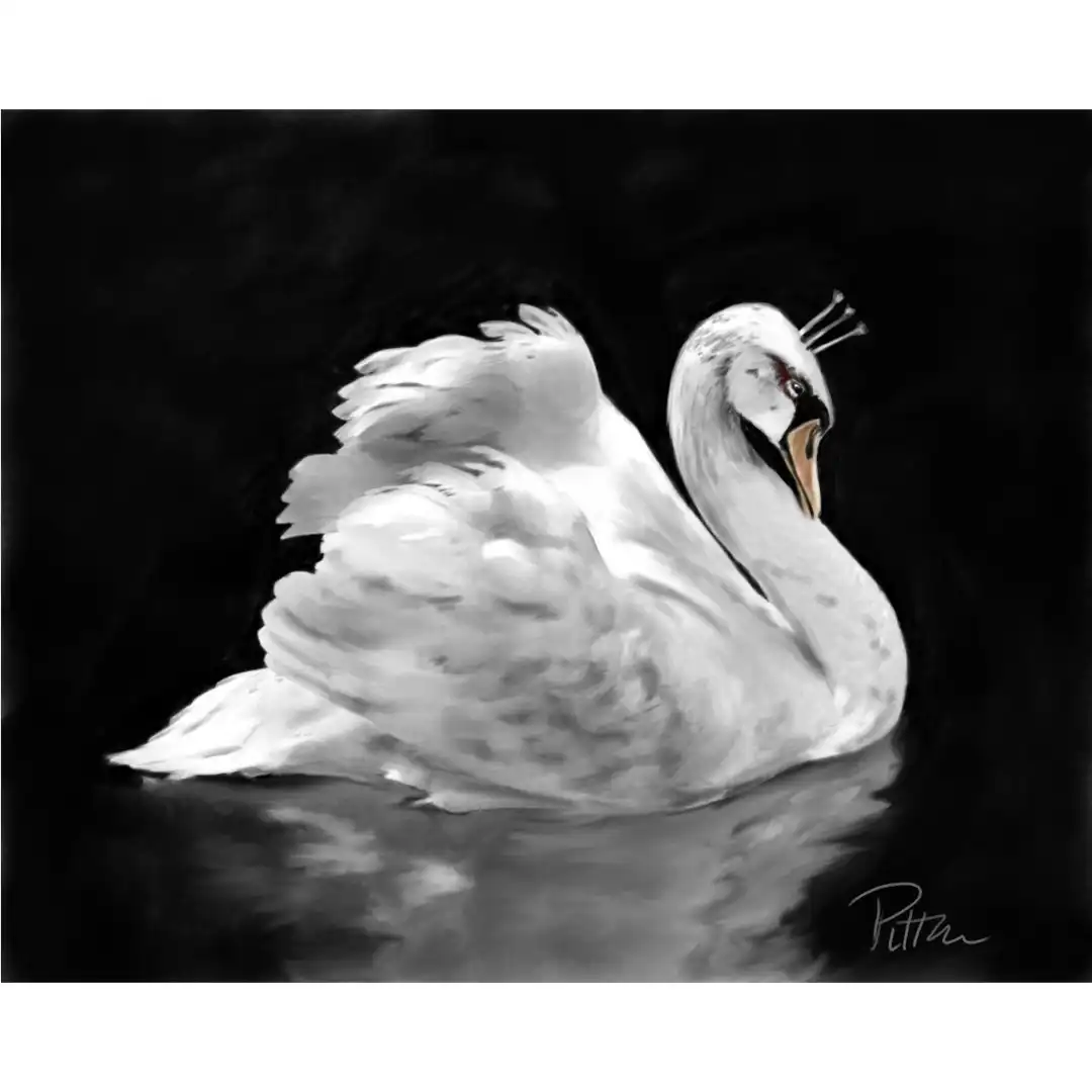 Cygne blanc, d’après photo